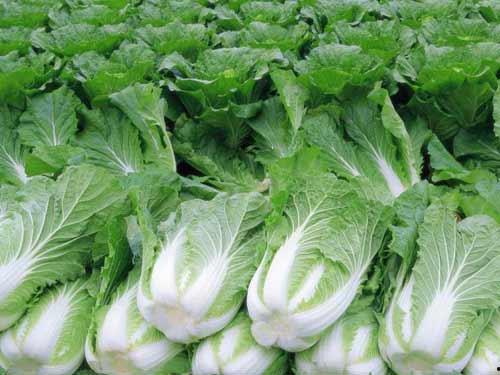 白菜在线吃瓜,揭秘网络吃瓜文化的崛起