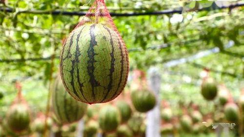 霞湖世家吃瓜,揭秘吃瓜群众的狂欢盛宴