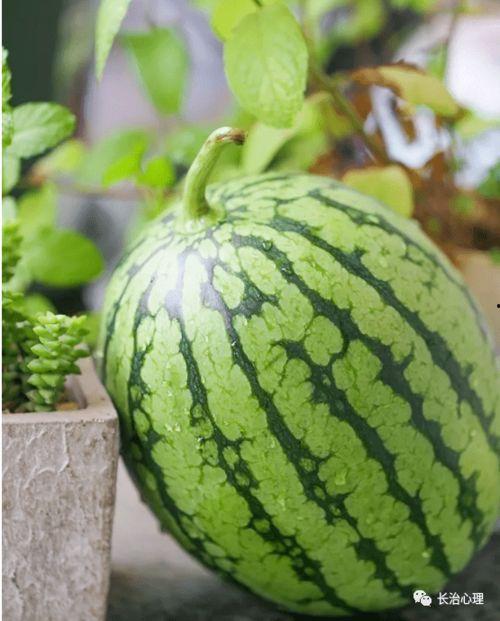 理性吃瓜心理分析,揭秘网络舆论背后的心理真相