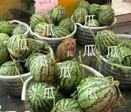 上头吃瓜,揭秘娱乐圈幕后真相