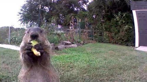 会吃瓜的土拨鼠故事,一场意外的瓜界传奇