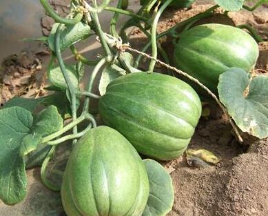 香瓜猫吃瓜,香瓜猫的瓜界探险记