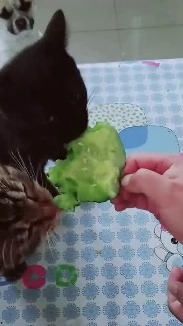 香瓜猫吃瓜,香瓜猫的瓜界探险记