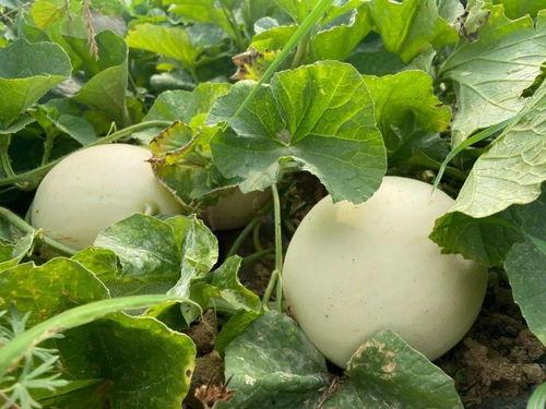 倪儿吃瓜,揭秘娱乐圈那些不为人知的幕后故事