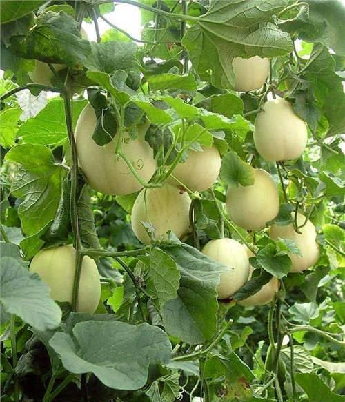 吃瓜以后眼睛红,揭秘眼睛红肿的奥秘