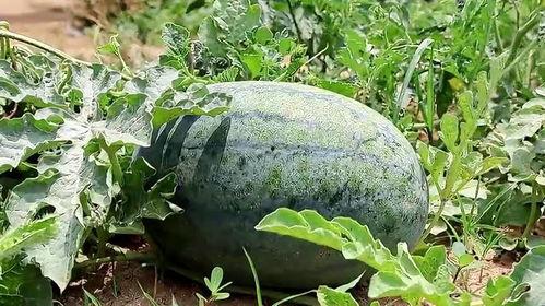 梦里吃瓜,一场奇幻的梦境美食之旅