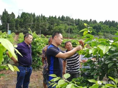 安逸吃瓜的好处,揭秘吃瓜的好处与乐趣