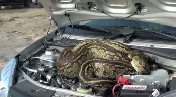 引擎盖上吃瓜,揭秘汽车行业的秘密与趣闻