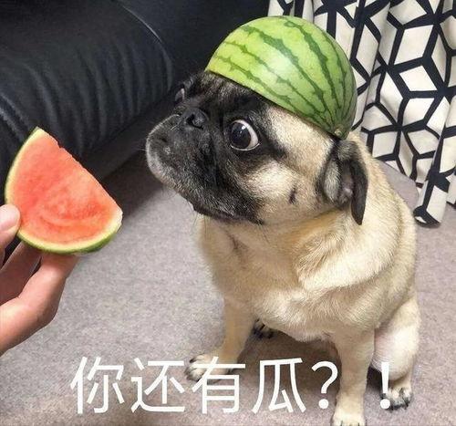 在线吃瓜韩婧格,网络红人吃瓜界的风云人物