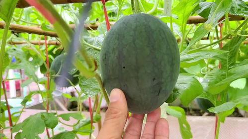 最近吃瓜的,揭秘明星幕后故事