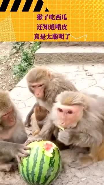 吃蜜瓜的猴子,甜蜜瞬间捕捉