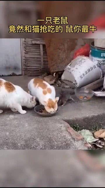 带你吃瓜奇葩老鼠,吃瓜群众眼中的奇葩老鼠传奇