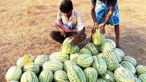 各国网友吃瓜不断,吃瓜不断，揭秘各国网友的“瓜界风云”