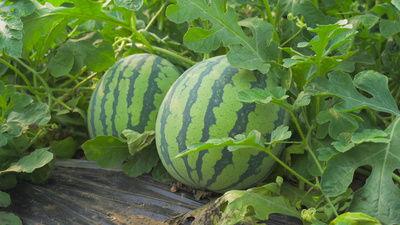 汾阳大相吃瓜视频,揭秘乡村生活趣味瞬间