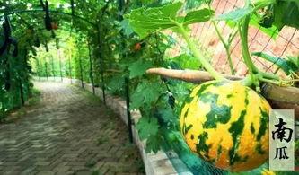 徐州吃瓜摸鱼节,夏日清凉美食盛宴