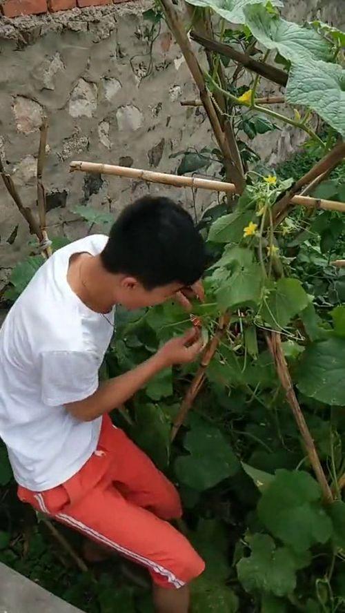 老太太吃隔夜瓜,老太太的意外遭遇