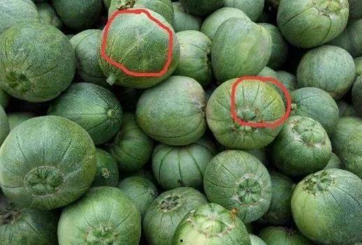 吃瓜必知裂瓜小知识,吃瓜必知的裂瓜小知识