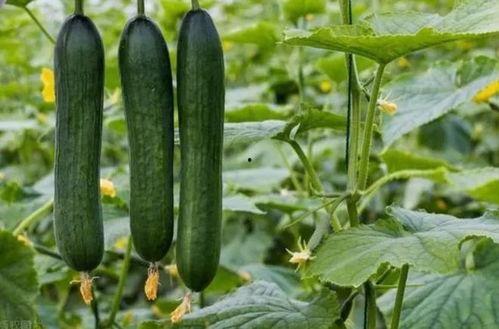 立夏 吃瓜,瓜果飘香，品味夏日清凉