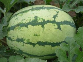 瓜弟的秘密基地吃瓜群,揭秘吃瓜群背后的神秘世界