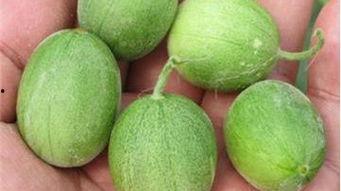 瓜溜子可以吃吗