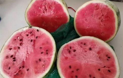 真假吃瓜视频大全