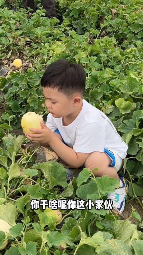 夏天这样吃瓜,这样吃瓜，清凉一夏！  第3张