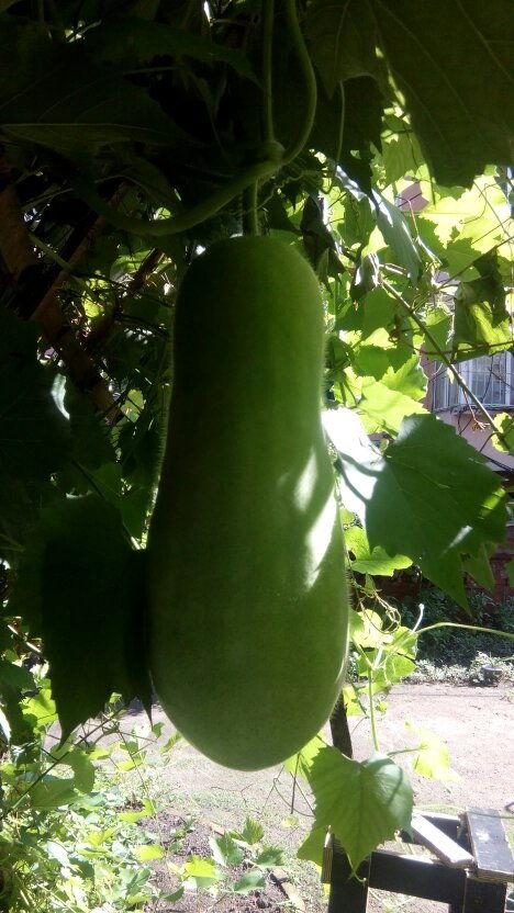 专业吃瓜图文,图文背后的那些秘密  第3张