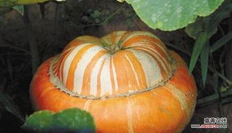 吃瓜酱震惊三观,揭秘娱乐圈惊人内幕  第1张