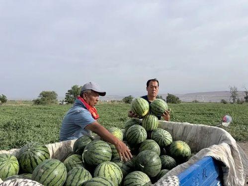 岑岑吃瓜现场  第2张