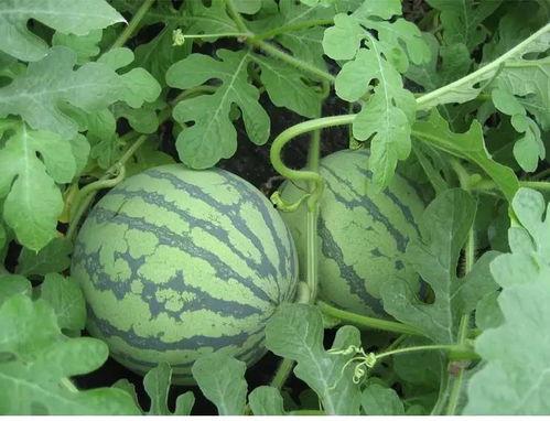 岑岑吃瓜现场  第3张