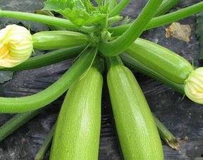 吃瓜不吃嫩瓜儿,品味成熟之美——吃瓜不吃嫩瓜儿  第3张