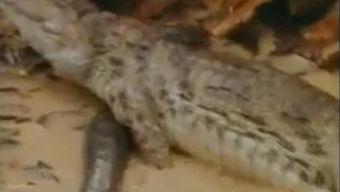 双象吃瓜视频,揭秘娱乐圈幕后风云 第3张 双象吃瓜视频,揭秘娱乐圈幕后风云 第3张