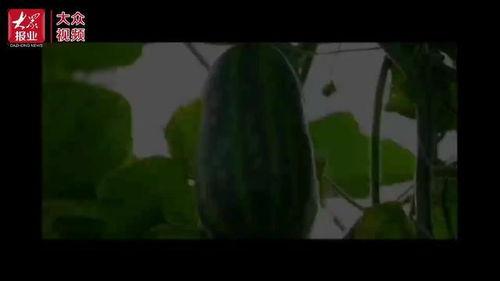 吃瓜摔倒视频,吃瓜群众不慎摔倒，视频记录惊险瞬间  第2张