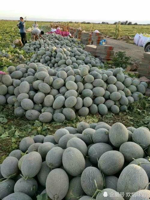 欢迎大家吃瓜视频,一探“欢迎大家吃瓜”视频的魅力  第2张