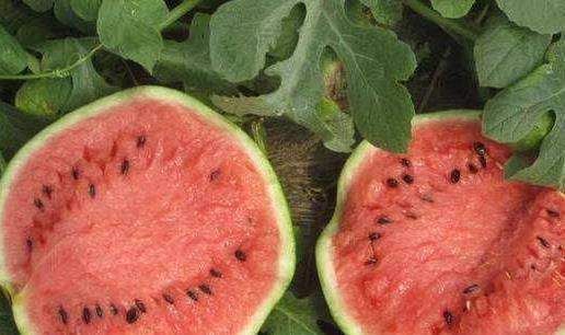 月子里可以吃小白瓜吗,月子期间适宜食用的小白瓜营养指南 第2张 月子里可以吃小白瓜吗,月子期间适宜食用的小白瓜营养指南 第2张