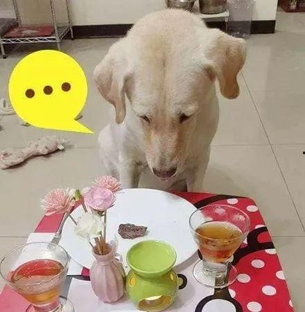 小狗可以吃角瓜吗,角瓜是否适合作为小狗的美食? 第2张 小狗可以吃角瓜吗,角瓜是否适合作为小狗的美食? 第2张