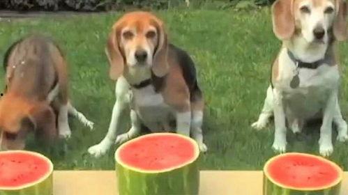 狗吃瓜视频大全  第3张
